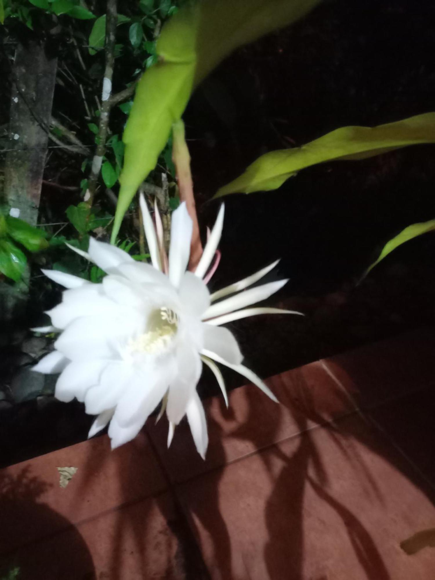Babilonia Aparthotel Cahuita Εξωτερικό φωτογραφία
