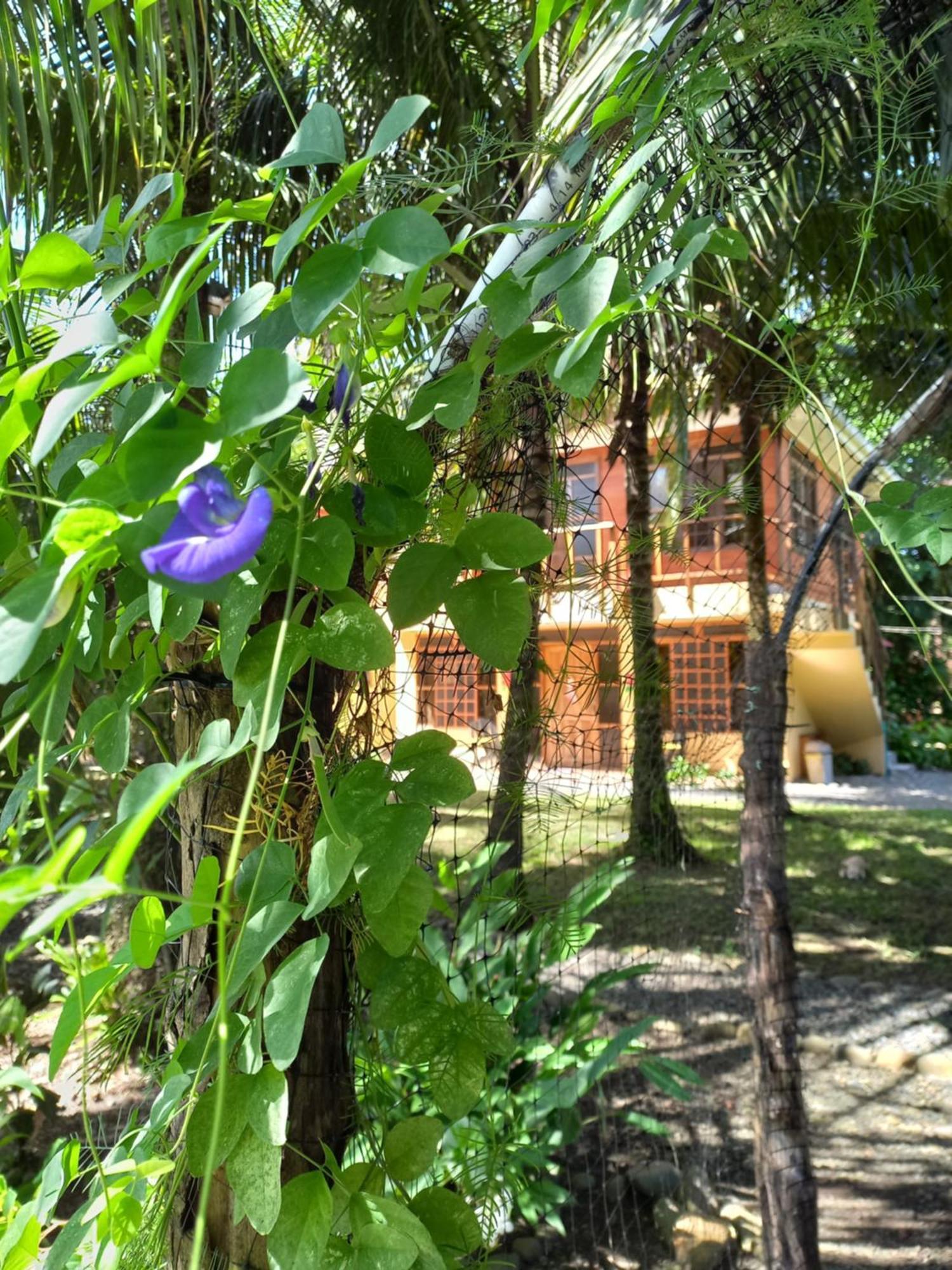 Babilonia Aparthotel Cahuita Εξωτερικό φωτογραφία